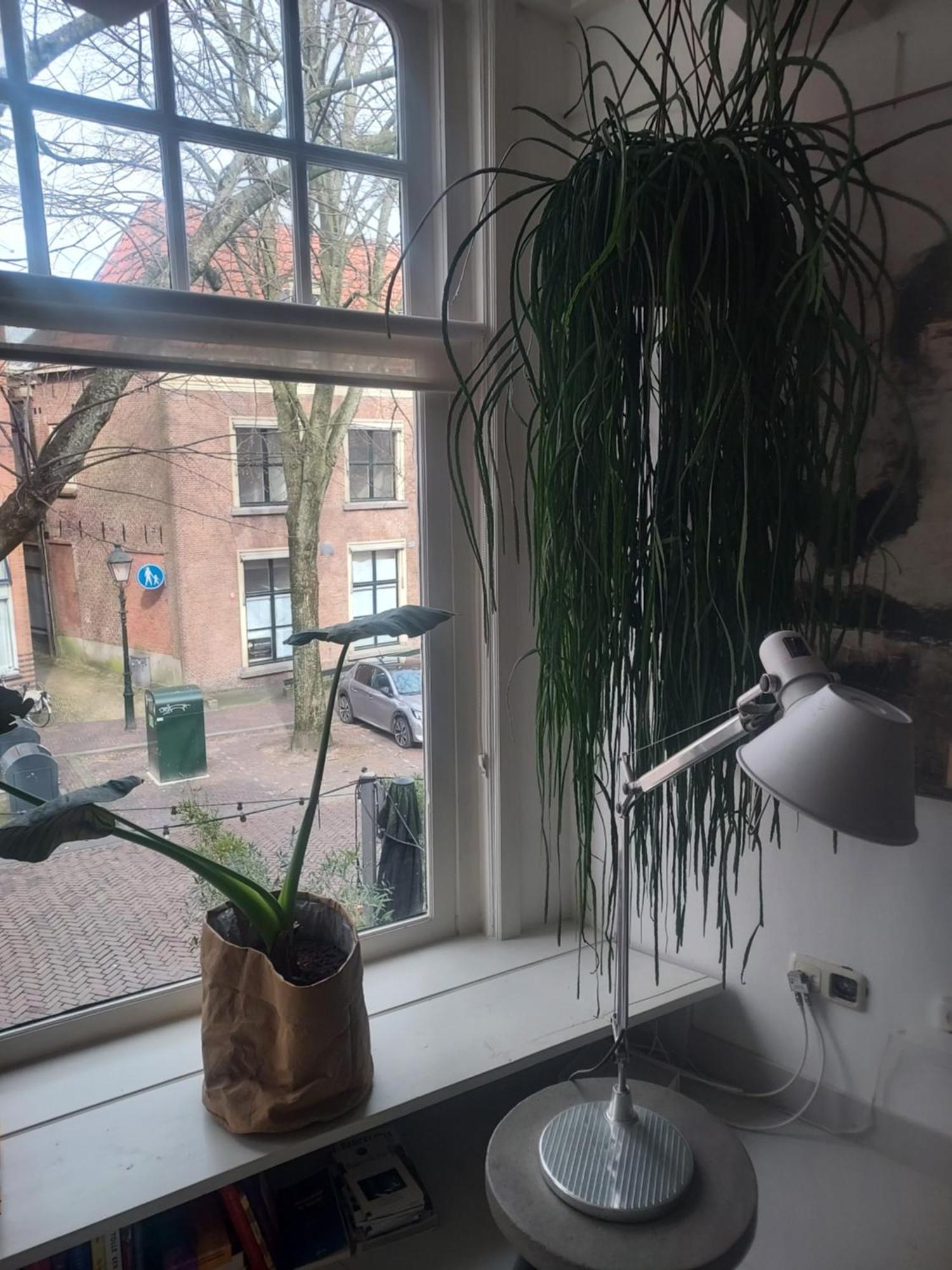 Volledige Bovenwoning Binnenstad Leeuwarden Ngoại thất bức ảnh